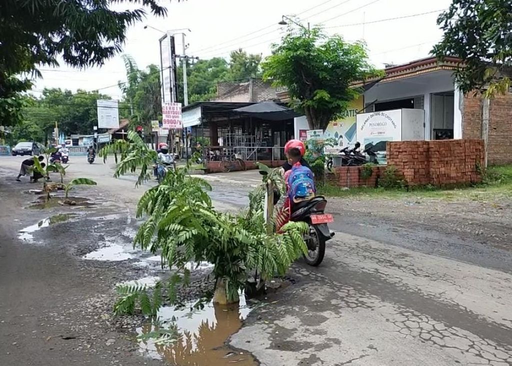 Sejumlah warga menanam pohon pisang di tengah jalan, sebagai bentuk protes rusaknya jalan di Kecamatan Kauman.
