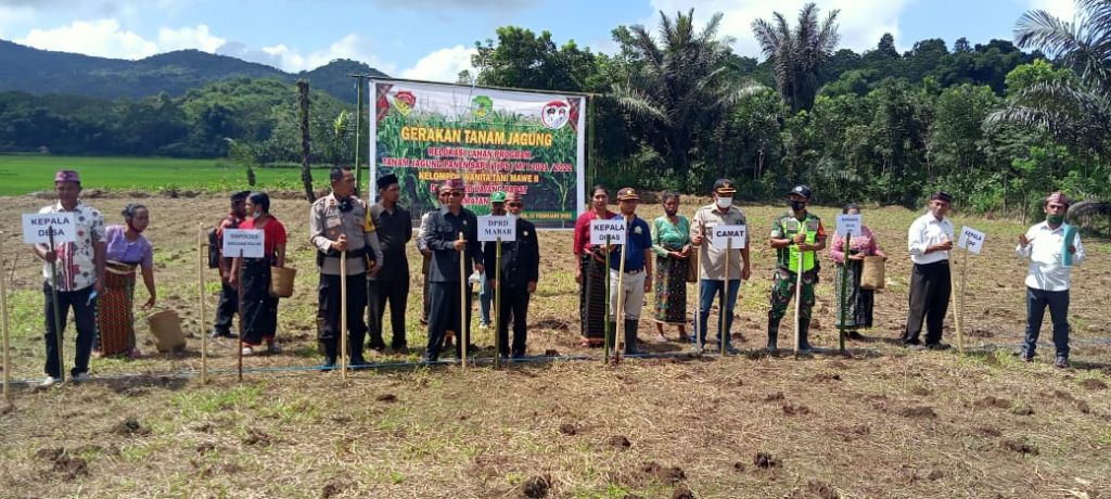 Dinas Pertanian Manggarai Barat Ntt Gelar Penanaman Jagung Secara Simbolis 4512