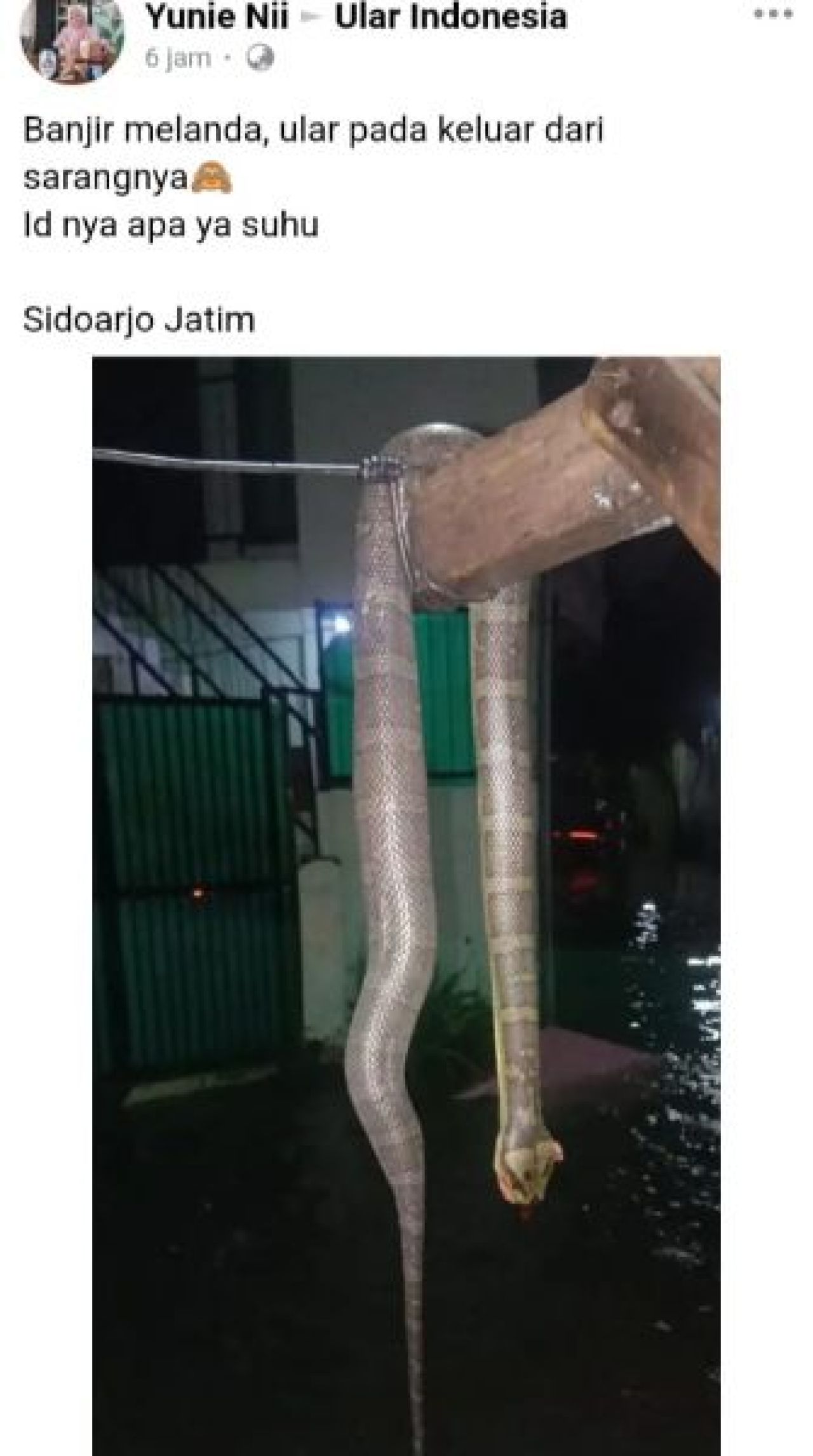 Akibat banjir di Sidoarjo, ular pun keluar dari sarangnya.