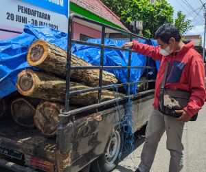 Curi Pohon Lindung, Pembalak Asal Tulungagung Ditangkap Polres Ponorogo