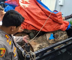 Illegal Logging, Dua Buruh Pengangkut Kayu Dibekuk Polres Ponorogo