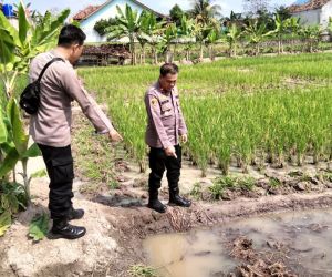 Warga Pringsewu Lampung Ditemukan Meninggal di Sawah