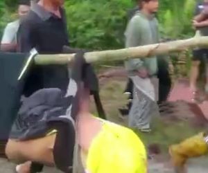 Diserang Harimau, Badan dan Kepala Pemuda Ini Terpisah