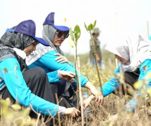 PLN Lakukan Penanaman 1100 Mangrove Di Kota Probolinggo