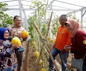 Wali Kota Eri Panen Golden Melon dan Sayur bersama Kelompok Tani Kosagrha Lestari