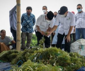 MenKop UKM Dorong Budidaya Lobster sebagai Produk Unggulan Daerah Lombok Timur