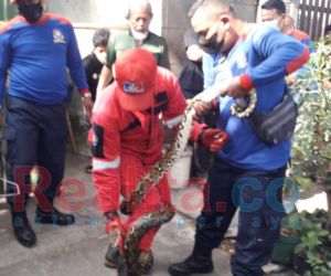 Ular Piton Sepanjang 3 Meter Ditemukan di Warung Dekat Pemkot Malang