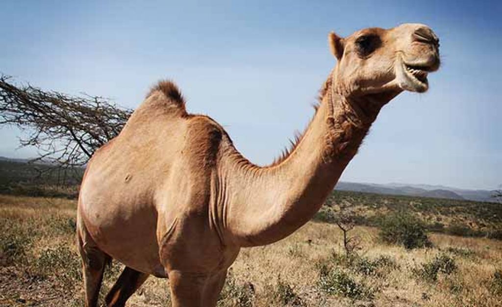 Good news!  Ilama and Camel Antibodies Can Kill Covid 19